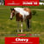 Annuncio cavallo