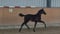 Annonce cheval