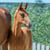 Horse ad