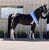 Horse ad