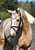 Annuncio cavallo
