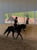 Anuncio de caballos