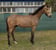 Horse ad