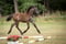 Horse ad