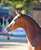 Horse ad