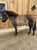 Horse ad