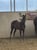 Horse ad