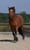 Horse ad
