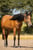 Annuncio cavallo