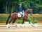 Annuncio cavallo