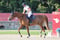 Horse ad