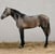 Horse ad