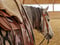 Horse ad