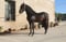 Annuncio cavallo