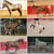 Horse ad