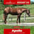 Paardadvertentie