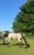 Horse ad