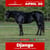 Annuncio cavallo
