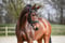 Annonce cheval
