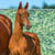 Annuncio cavallo