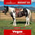 Paardadvertentie