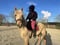 Horse ad