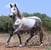 Horse ad