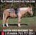 Horse ad