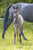 Paardadvertentie