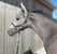 Horse ad