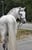 Annuncio cavallo