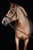 Horse ad