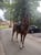 Horse ad