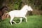 Horse ad