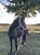 Horse ad