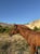 Horse ad
