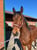 Horse ad