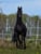 Annuncio cavallo