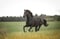 Horse ad