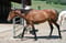 Annuncio cavallo