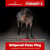 Annuncio cavallo