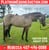 Horse ad