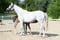 Horse ad