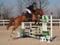 Annonce cheval