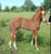 Horse ad