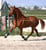 Horse ad