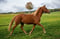 Horse ad