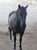 Annuncio cavallo