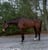 Horse ad