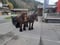 Horse ad
